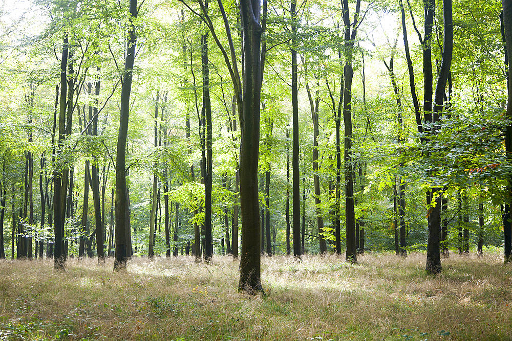 Beech trees in early autumn, Savernake Forest, near Marlborough, Wiltshire, England, United Kingdom, Europe