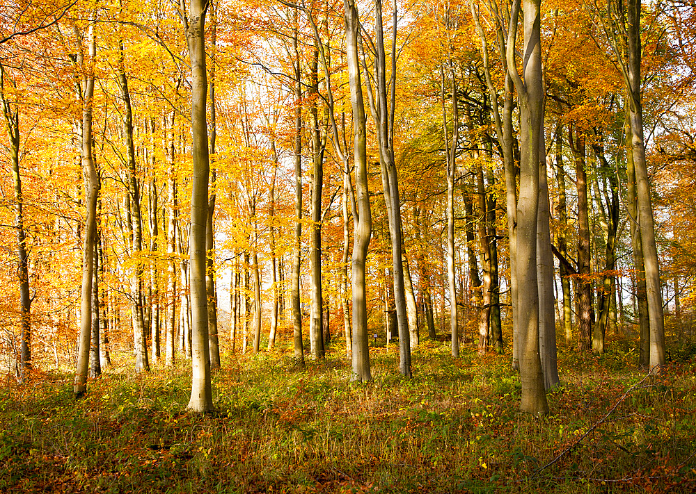 Orange brown beech tree with autumn leaves, Savernake Forest, Wiltshire, England, United Kingdom, Europe