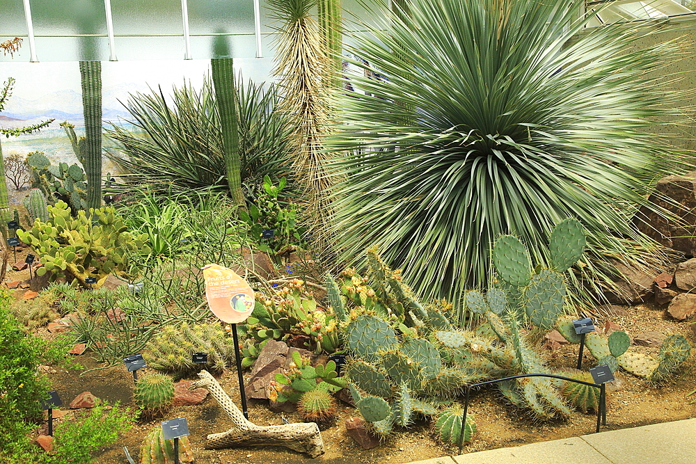 Desert plants inside the Princess of Wales conservatory Royal Botanic Gardens, UNESCO World Heritage Site, Kew, London, England, United Kingdom, Europe