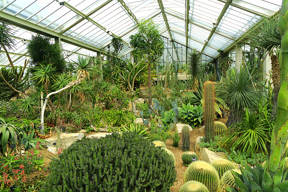 Desert plants inside the Princess of Wales conservatory Royal Botanic Gardens, UNESCO World Heritage Site, Kew, London, England, United Kingdom, Europe