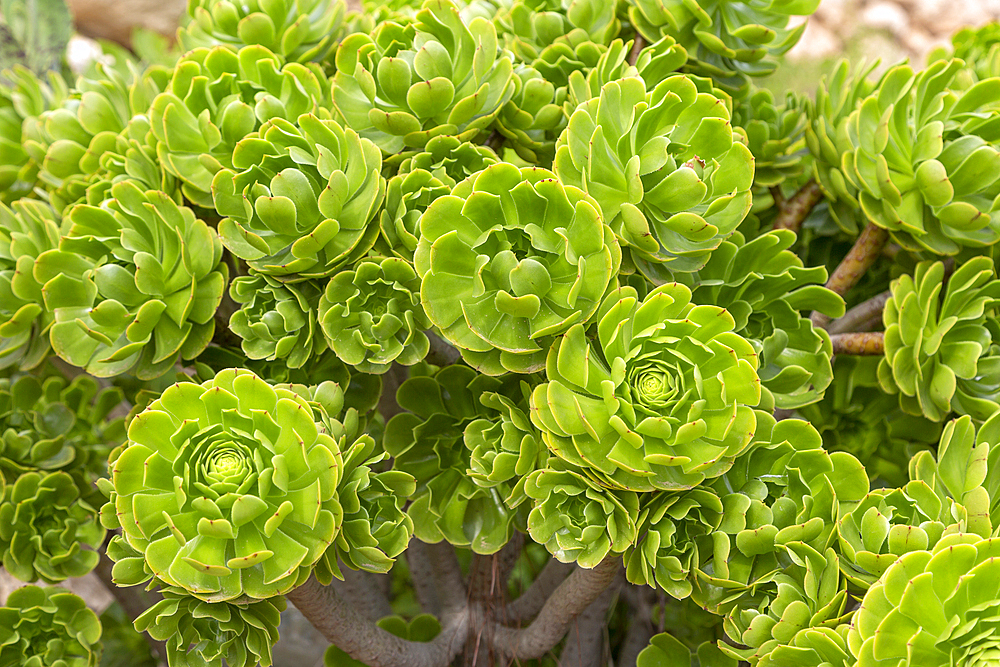 Sempervivum plant close up from above, Cabo de Gata Natural Park, Almeria, Spain, Europe