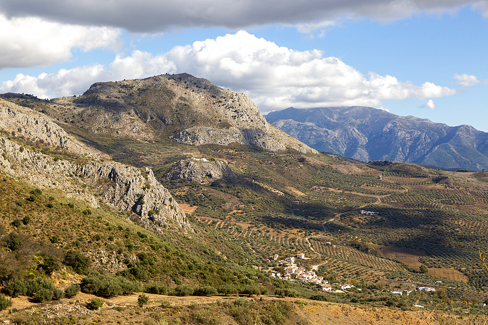 Olive trees near village of Aldea de Guaro, limestone mountains, Periana, Axarquia, Andalusia, Spain, Europe