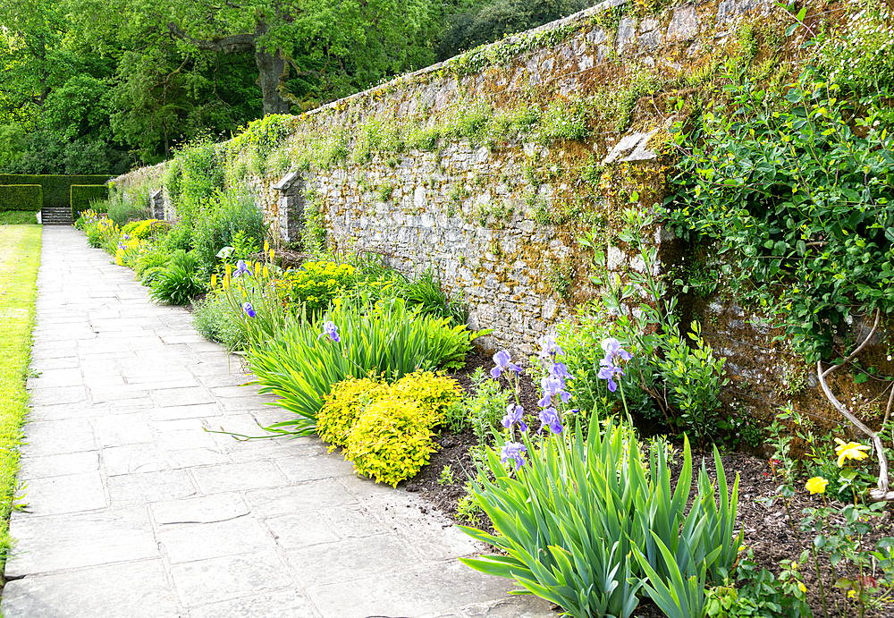 Sunny border planting, Dartington Hall gardens, Dartington estate, south Devon, England, United Kingdom, Europe