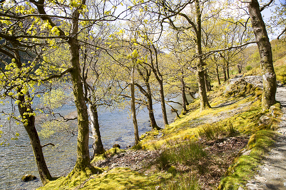 Lakeside woodland, Lake Buttermere, Lake District national park, Cumbria, England, UK