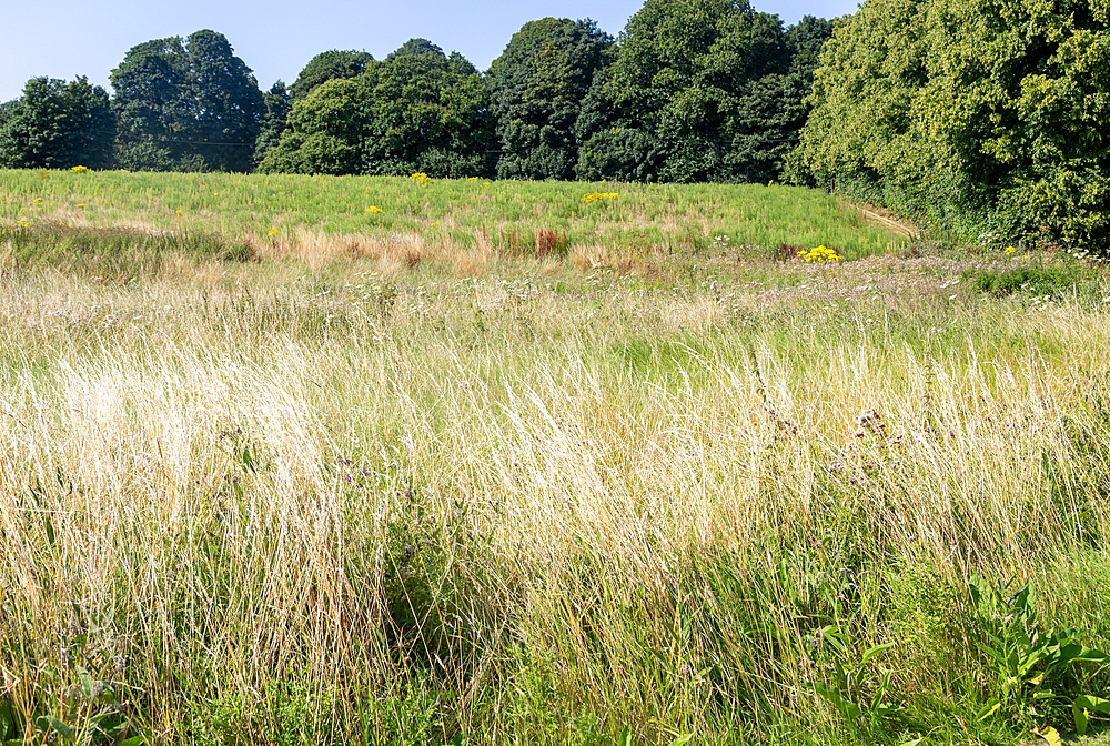 Martlesham Wilds, Suffolk Wildlife Trust farmland re-wilding project, near Woodbridge, Suffolk, England, UK