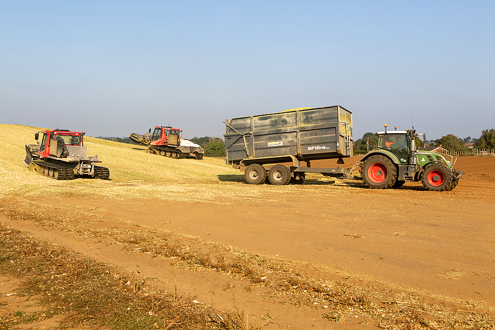 Piston Bully tracked bulldozer vehicles building silage clamp of sweetcorn maize in field stored for biofuel, Alderton, Suffolk, England, UK