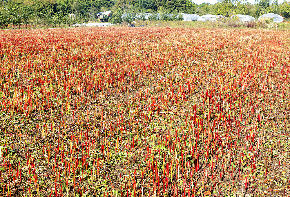 Red stalks of harvested buckwheat crop, Maple Farm organic farm, Kelsale, Suffolk, England, UK