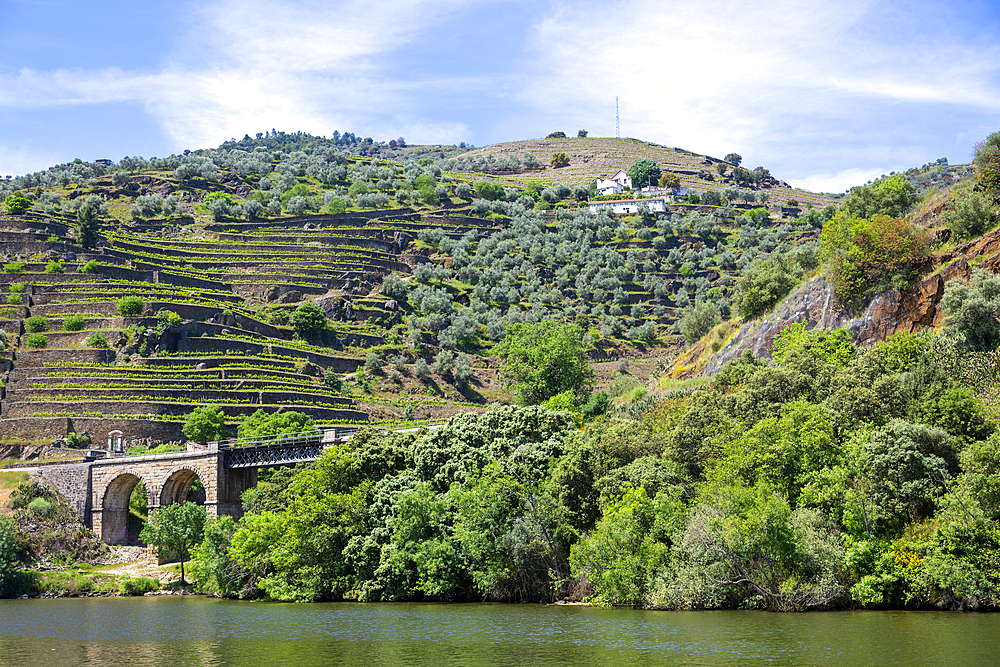 Quinta do Roncão vineyard on steep hillside, River Douro, Casal de Loivos, near Pinhao, Alto Douro, Portugal, Europe