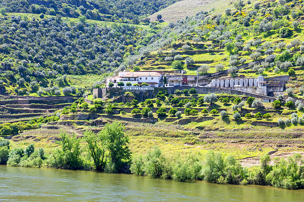 Quinta Casa Do Castelinho winery, near S.J. de Pesqueira, River Douro valley, Alto Douro, near Pinhao, Portugal, Europe