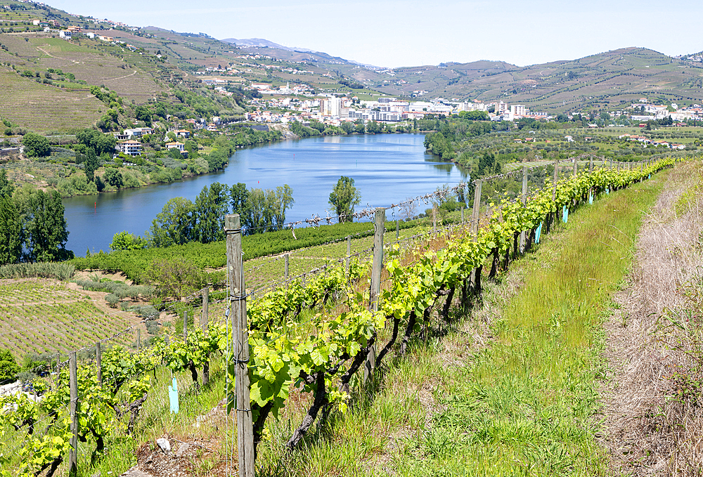 Landscape view to Peso da Regua, River Douro valley, Portugal, Europe,