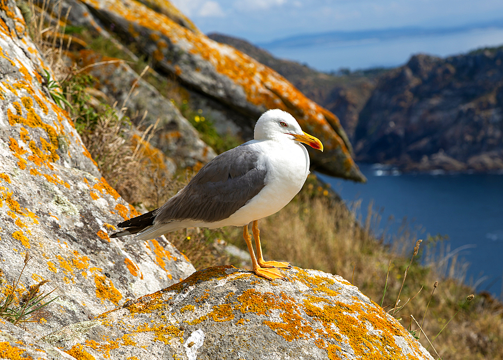 Yellow-legged gull (Larus Michahellis), Atlantic Islands Galicia Maritime Terrestrial National Park, Galicia, Spain, Europe