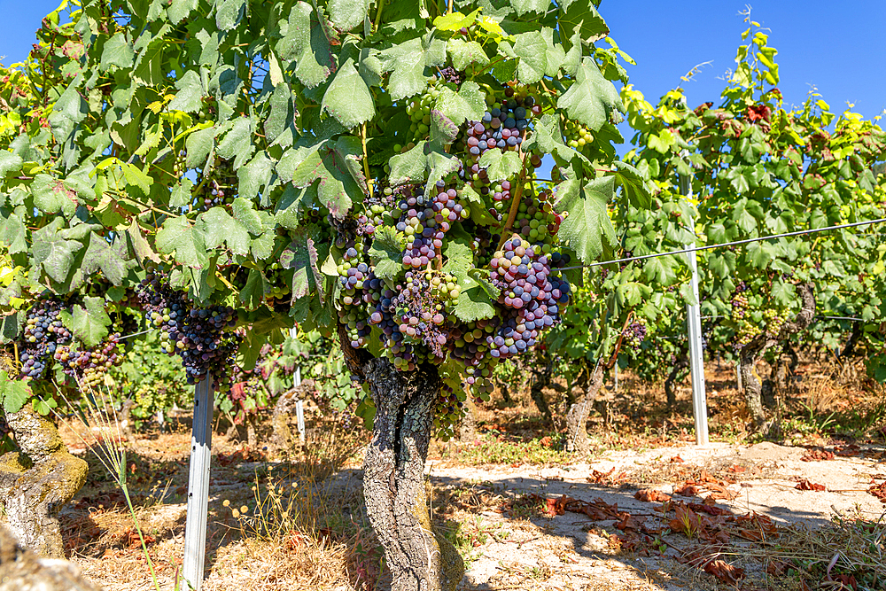 Grapes growing on grapevines, Ribeiro wine region, Pazos de Arenteiro, Boboras, Ourense province, Galicia, Spain, Europe