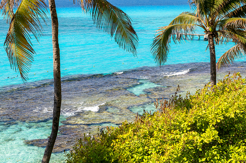 Palm trees at Garrafon Natural Reef Park, Isla Mujeres, Caribbean Coast, Cancun, Quintana Roo, Mexico, North America