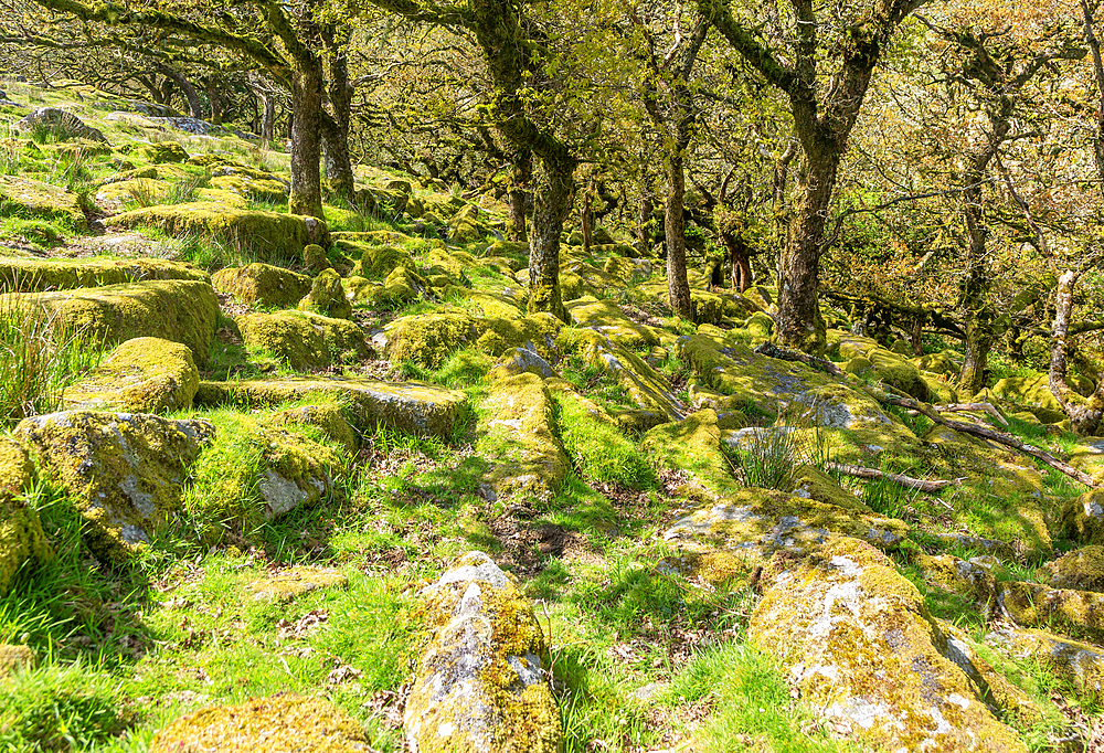 Trees in upland oakwood, moss covered granite boulders, Wistman's Wood, Dartmoor, south Devon, England, United Kingdom, Europe