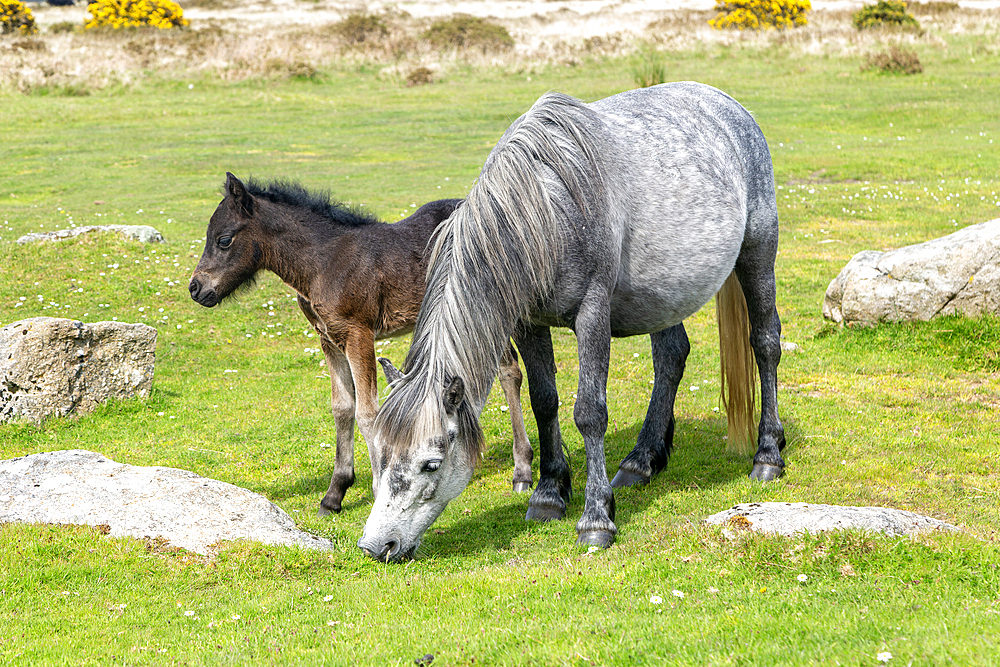 Mare and foal Dartmoor ponies, Dartmoor National Park, near Combestone Tor, Devon, England, United Kingdom, Europe