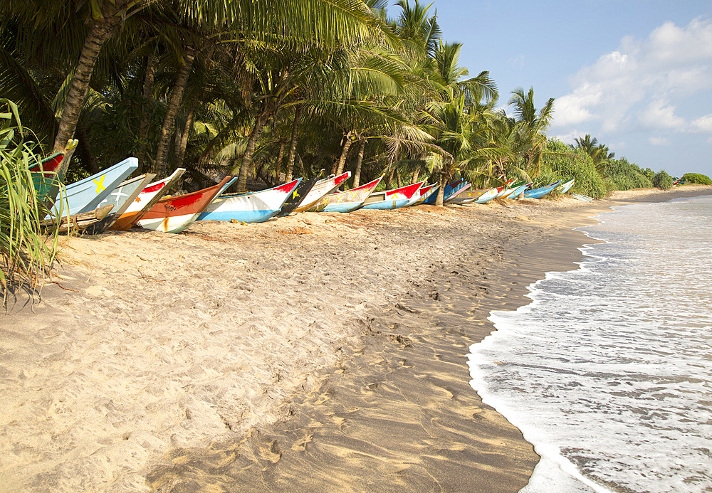 Brightly coloured fishing canoes under coconut palm trees of tropical sandy beach, Mirissa, Sri Lanka, Asia