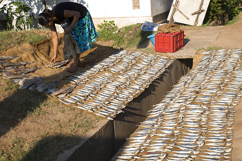 Woman drying fish on the ground, Mirissa, Sri Lanka, Asia