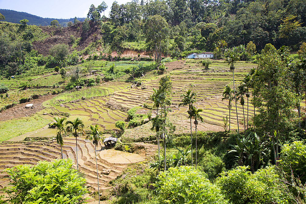 Paddy field rice farming terraces, Ella, Badulla District, Uva Province, Sri Lanka, Asia