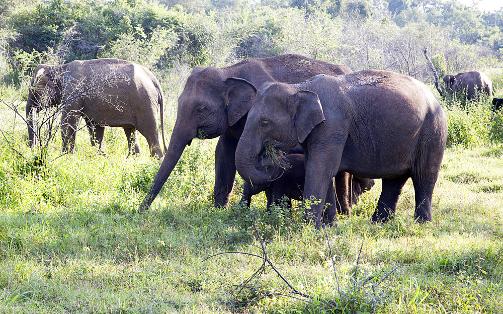 Wild elephants in Hurulu Eco Park biosphere reserve, Habarana, Anuradhapura District, Sri Lanka, Asia