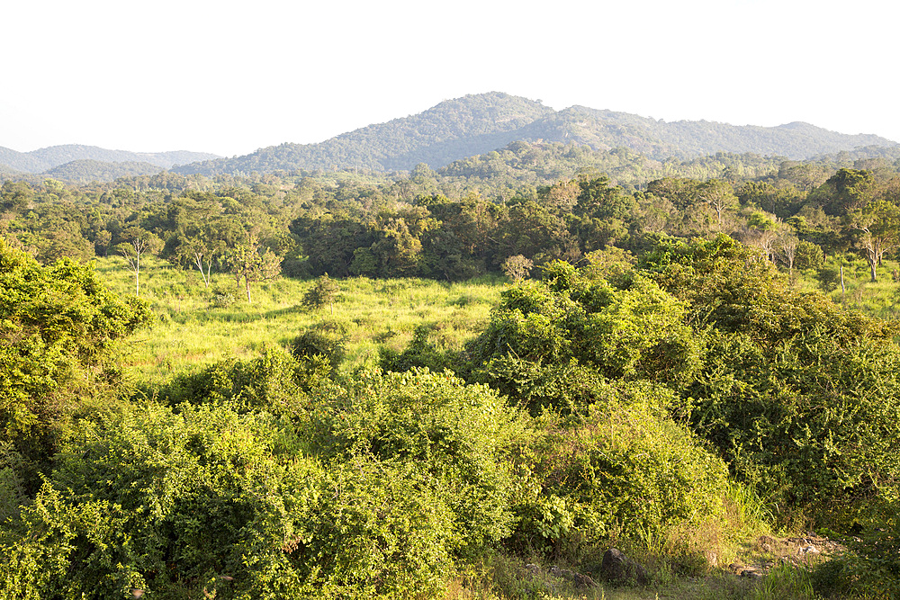 Landscape overview, Hurulu Eco Park biosphere reserve, Habarana, Anuradhapura District, Sri Lanka, Asia