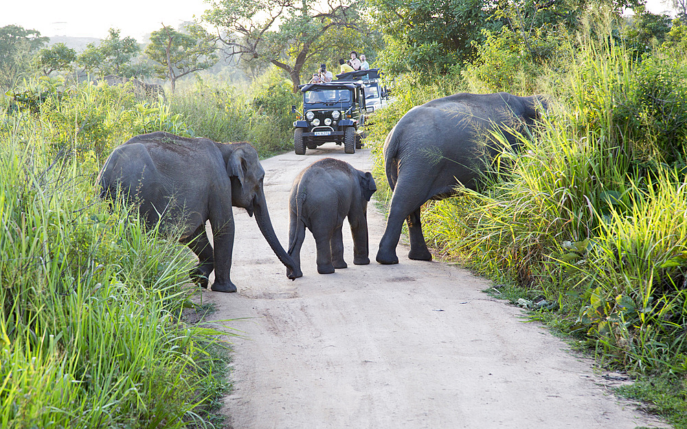 Wild elephants in Hurulu Eco Park biosphere reserve, Habarana, Anuradhapura District, Sri Lanka, Asia