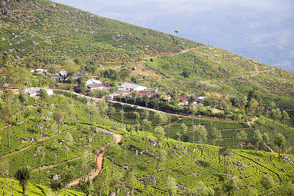 View over tea estate plantation, Haputale, Badulla District, Uva Province, Sri Lanka, Asia