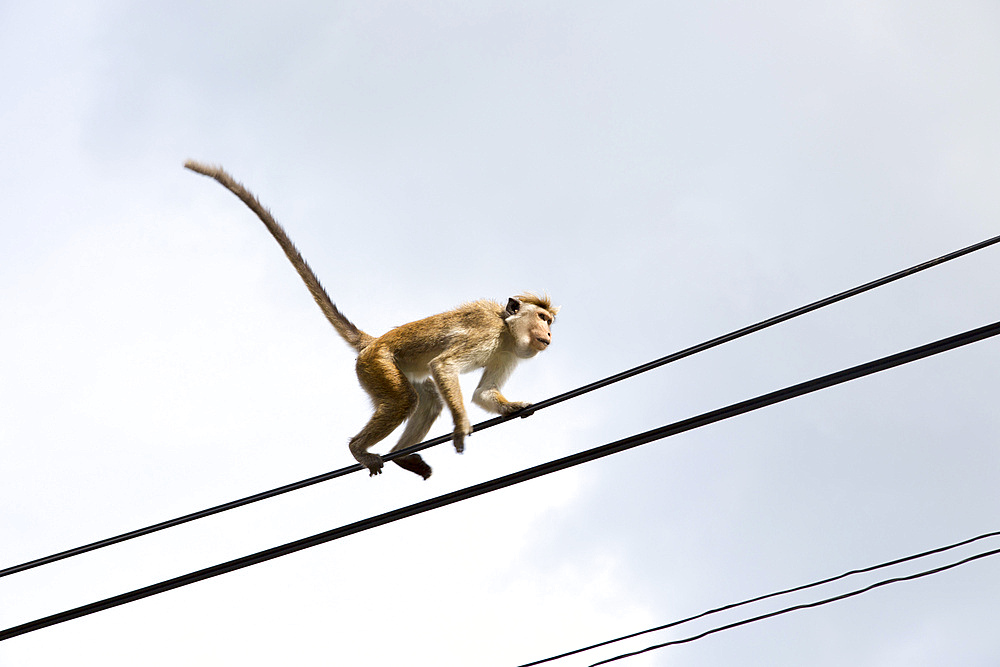 Toque macaque (Macaca sinica) monkey, Haputale, Badulla District, Uva Province, Sri Lanka, Asia