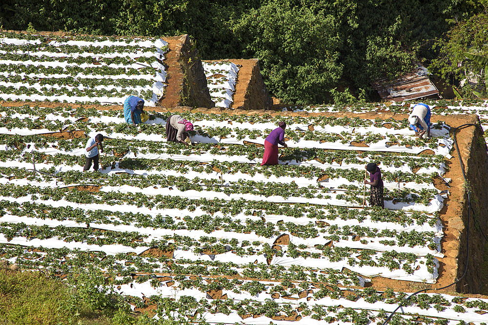 Vegetable farming, Nuwara Eliya, Central Province, Sri Lanka, Asia