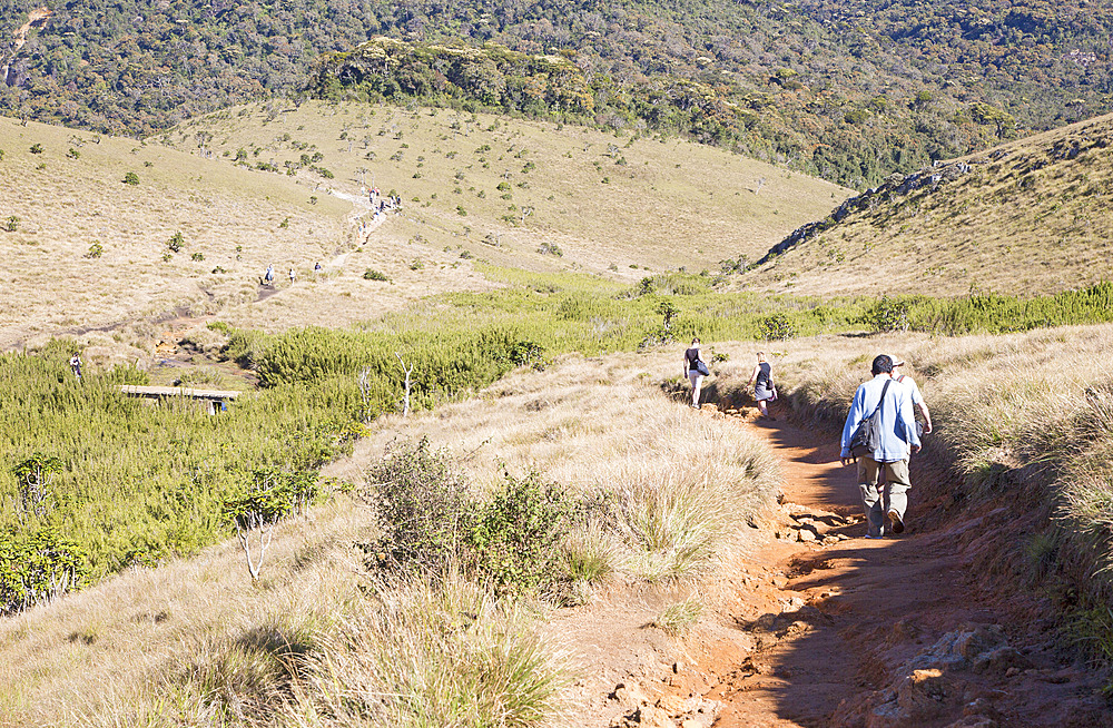 Walkers in montane grassland environment,showing erosion by humans of footpath, Horton Plains National Park, Sri Lanka, Asia