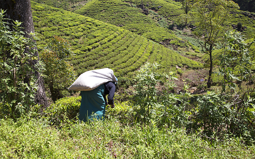 Female worker picking tea leaves on hillside, Nuwara Eliya, Central Province, Sri Lanka, Asia