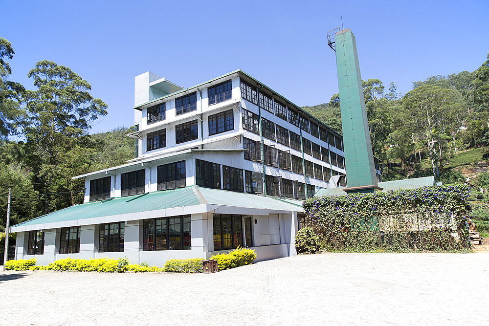 Mackwoods tea estate factory, Nuwara Eliya, Central Province, Sri Lanka, Asia