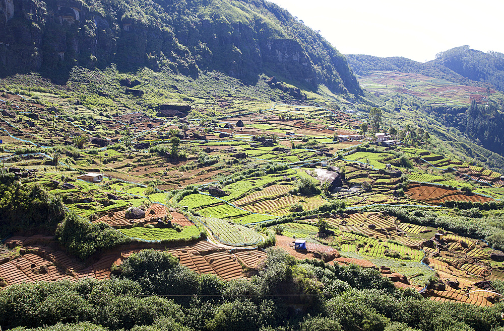 Landscape view of intensively cultivated valley sides, Ramboda, near Nuwara Eliya, Central Province, Sri Lanka, Asia