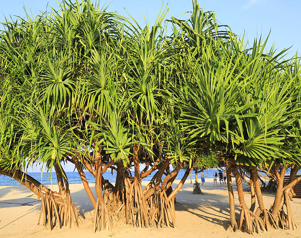 Pandanus palm trees growing on sandy beach, Nilavelli Trincomalee, Sri Lanka, Asia