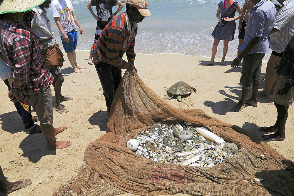 Traditional fishing hauling nets, Nilavelli beach, near Trincomalee, Eastern province, Sri Lanka, Asia