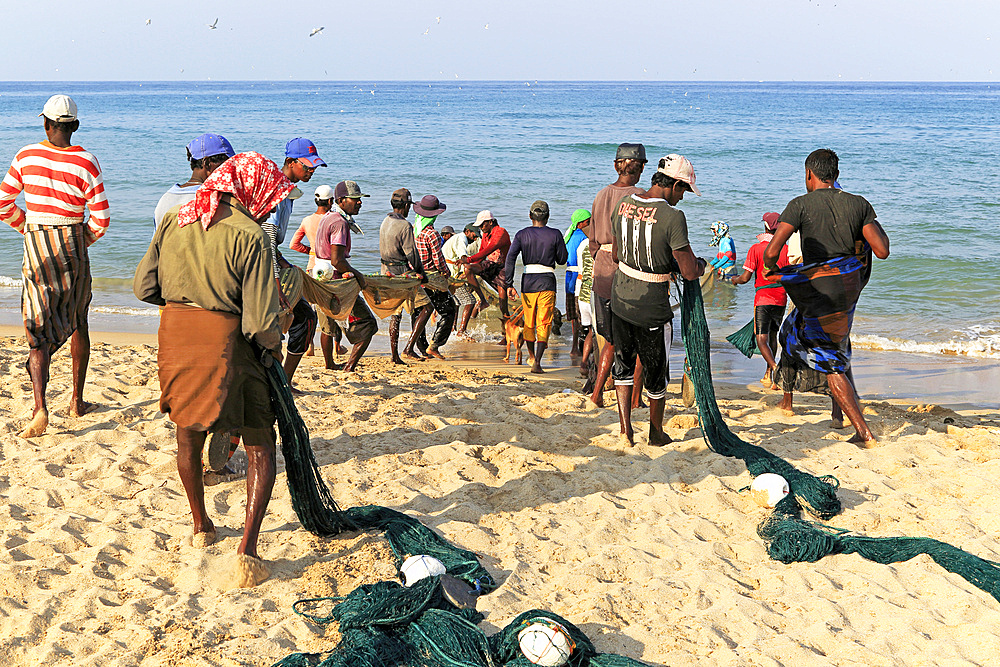 Traditional fishing hauling nets, Nilavelli beach, near Trincomalee, Eastern province, Sri Lanka, Asia