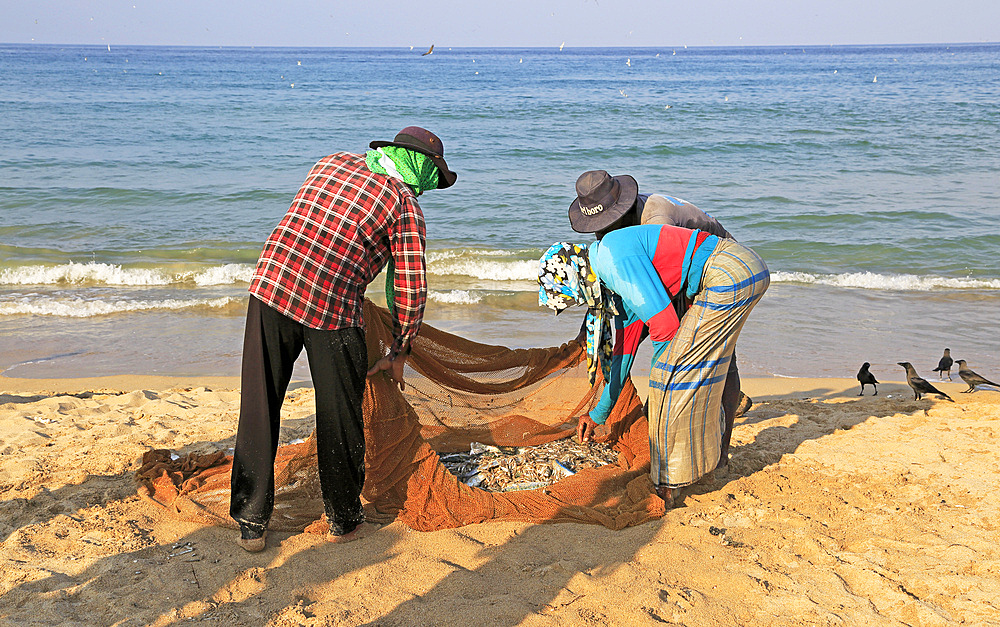 Traditional fishing hauling nets, Nilavelli beach, near Trincomalee, Eastern province, Sri Lanka, Asia