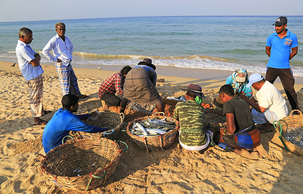 Sorting the catch on beach, traditional seine fishing, Nilavelli beach, near Trincomalee, Eastern province, Sri Lanka, Asia