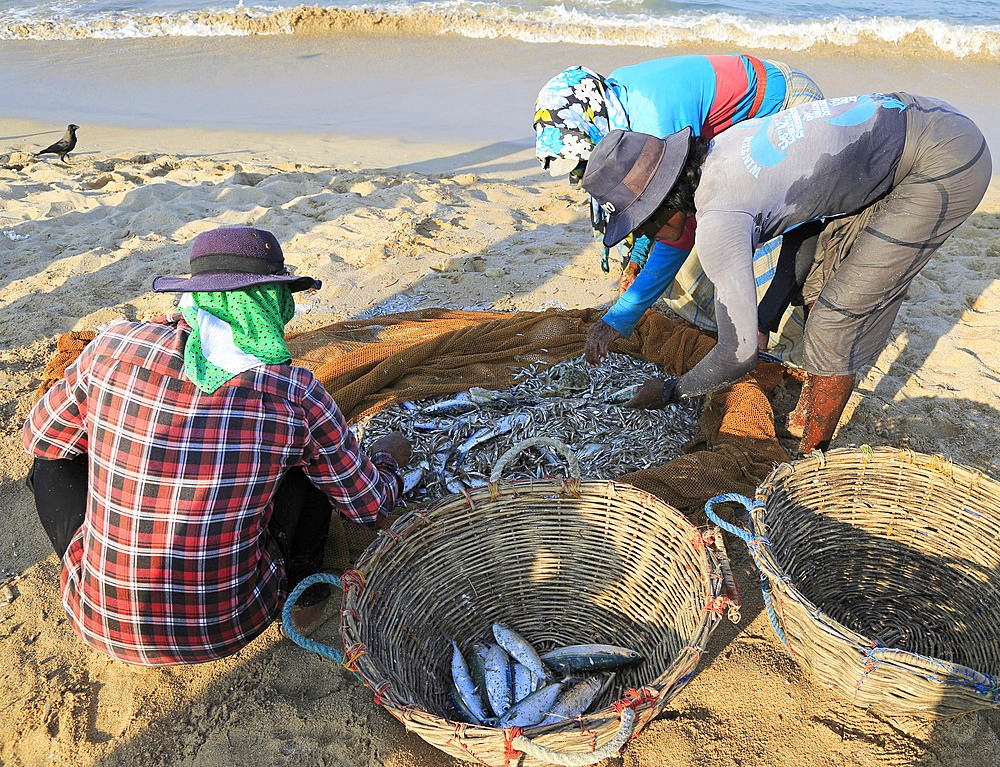 Traditional fishing hauling nets, Nilavelli beach, near Trincomalee, Eastern province, Sri Lanka, Asia