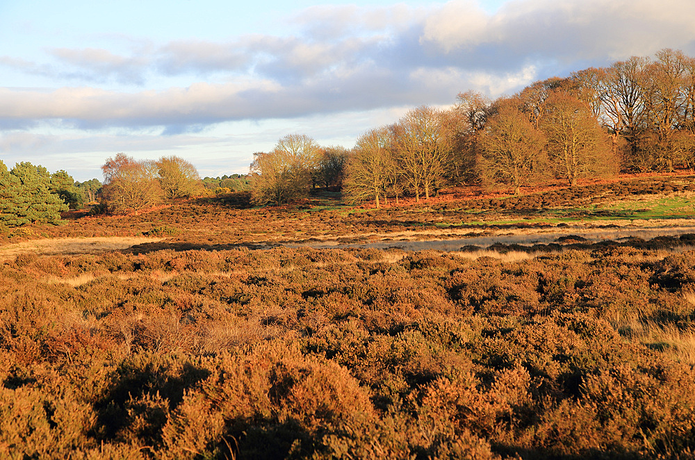 Winter landscape of deciduous trees and heather plants on heathland, Sutton Heath, Suffolk, England, United Kingdom, Europe