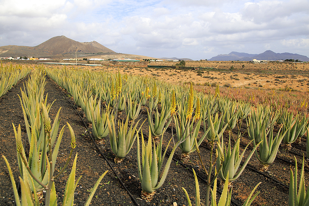 Aloe vera plants commercial cultivation, Tiscamanita, Fuerteventura, Canary Islands, Spain, Atlantic, Europe