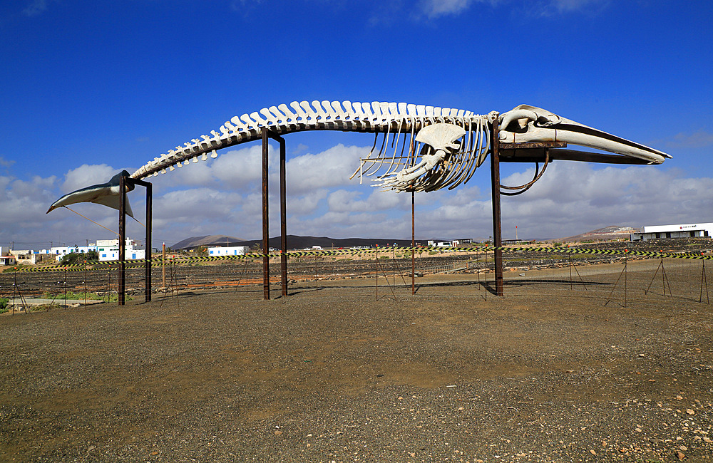 Sperm whale skeleton (Physeter macrocephalus), at Las Salinas del Carmen, Fuerteventura, Canary Islands, Spain, Atlantic, Europe