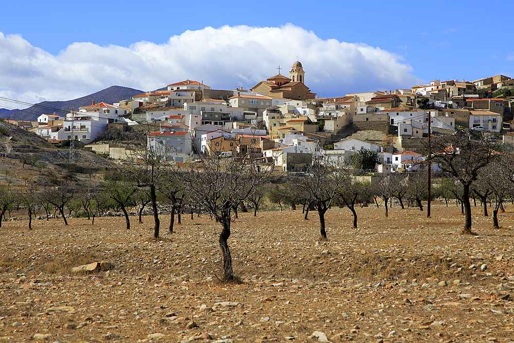 Fruit trees growing in farmland, village of Uleila del Campo, Almeria, Andalusia, Spain, Europe