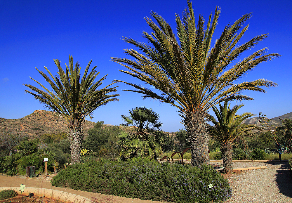 Botanical gardens at Rodalquilar, Cabo de Gata natural park, Almeria, Andalusia, Spain, Europe