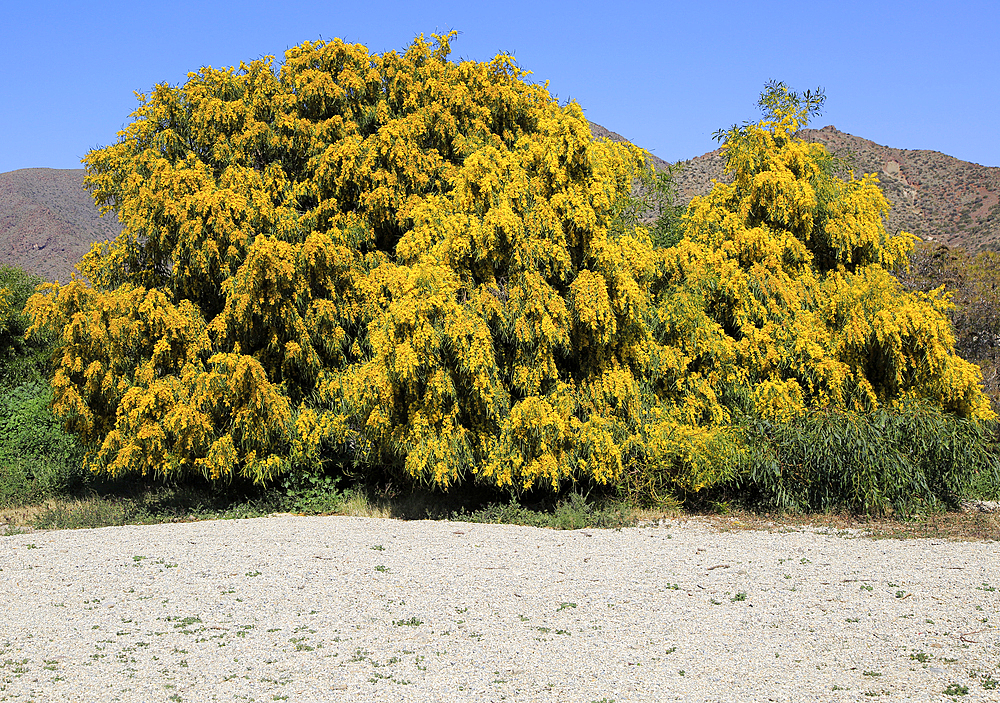 Yellow blossom of Mimosa tree (Acacia dealbata), Cabo de Gata natural park, Almeria, Andalusia, Spain, Europe