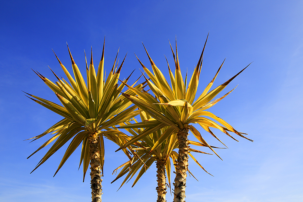 Yucca aloifolia (Spanish bayonet), garden plant against blue sky, Cabo de Gata natural park, Almeria, Andalusia, Spain, Europe