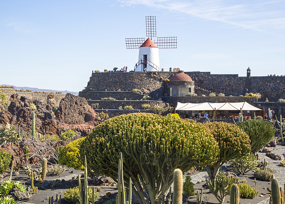 Cactus plants and windmill Jardin de Cactus designed by Cesar Manrique, Guatiza. Lanzarote, Canary Islands, Spain, Atlantic, Europe