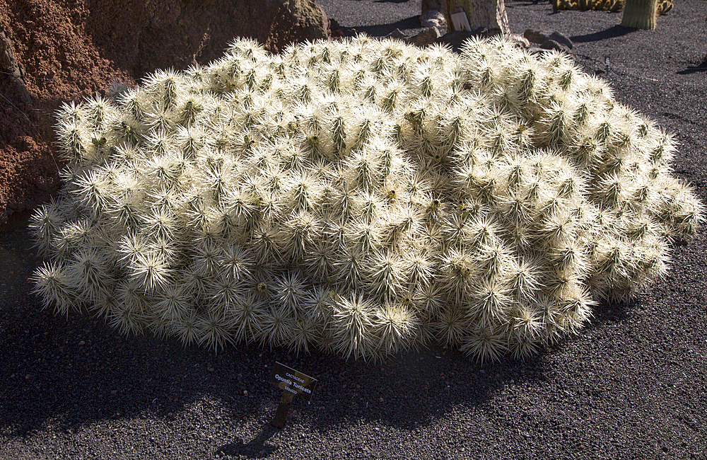 Cactaceae (Optunia Tunicata), from Mexico. Jardin de Cactus designed by Cesar Manrique, Guatiza, Lanzarote, Canary Islands, Spain, Atlantic, Europe