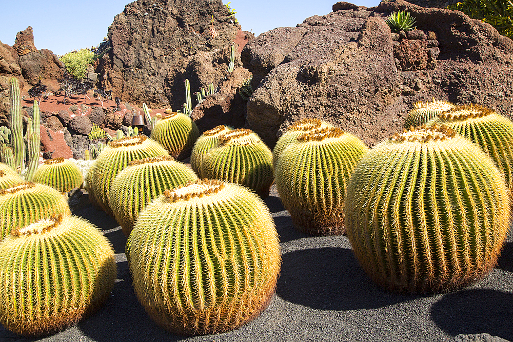 Cactus plants inside Jardin de Cactus designed by Cesar Manrique, including Echinocactus grusonii from Mexico, Guatiza, Lanzarote, Canary Islands, Spain, Atlantic, Europe