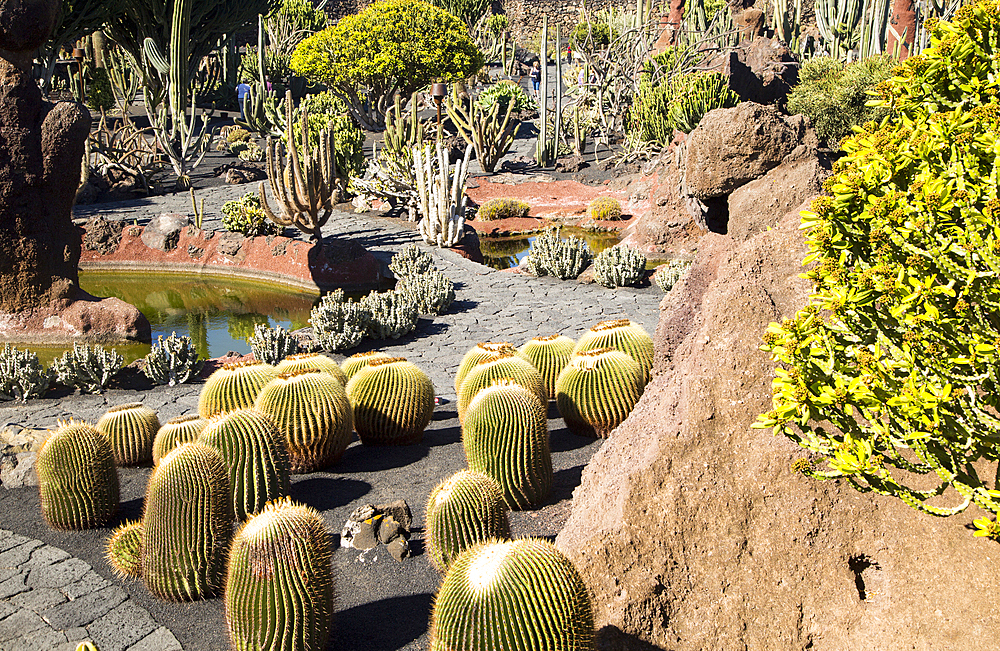 Cactus plants inside Jardin de Cactus designed by Cesar Manrique, Guatiza, Lanzarote, Canary Islands, Spain, Atlantic, Europe