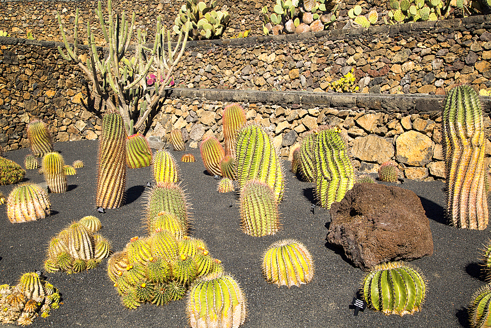 Cactus plants inside Jardin de Cactus designed by Cesar Manrique, Guatiza, Lanzarote, Canary Islands, Spain, Atlantic, Europe